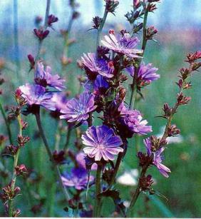 Цикорий снижает иммунотоксическое действие алкоголя